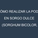 Cómo Realizar la Poda en Sorgo dulce (Sorghum bicolor, sweet sorghum). Técnicas y Poda de formación.