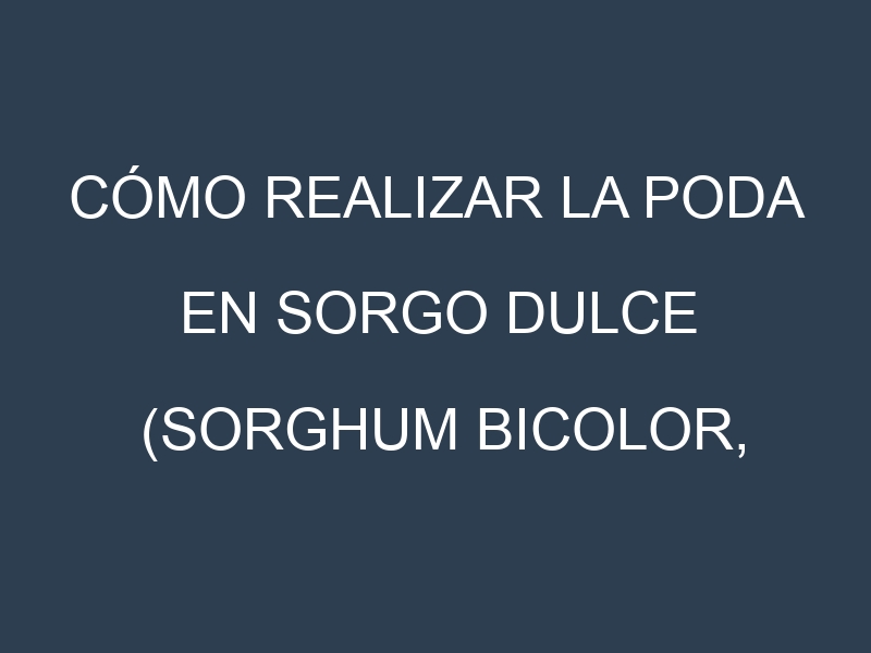 Cómo Realizar la Poda en Sorgo dulce (Sorghum bicolor, sweet sorghum). Técnicas y Poda de formación.