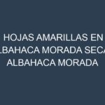 Hojas amarillas en Albahaca morada seca – Albahaca morada deshidratada. Manchas amarillas en Albahaca morada seca – Albahaca morada deshidratada