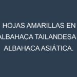 Hojas amarillas en Albahaca tailandesa – Albahaca asiática. Manchas amarillas en Albahaca tailandesa – Albahaca asiática