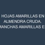 Hojas amarillas en Almendra cruda. Manchas amarillas en Almendra cruda