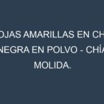 Hojas amarillas en Chía negra en polvo – Chía molida. Manchas amarillas en Chía negra en polvo – Chía molida
