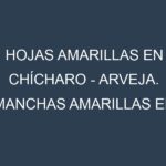 Hojas amarillas en Chícharo – Arveja. Manchas amarillas en Chícharo – Arveja