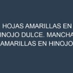 Hojas amarillas en Hinojo dulce. Manchas amarillas en Hinojo dulce