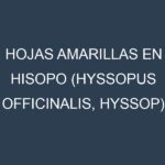 Hojas amarillas en Hisopo (Hyssopus officinalis, Hyssop). Manchas amarillas en Hisopo (Hyssopus officinalis, Hyssop)