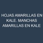 Hojas amarillas en Kale. Manchas amarillas en Kale