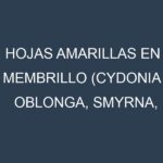 Hojas amarillas en Membrillo (Cydonia oblonga, Smyrna, Champion, Pineapple). Manchas amarillas en Membrillo (Cydonia oblonga, Smyrna, Champion, Pineapple)