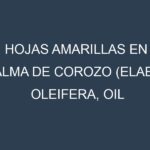 Hojas amarillas en Palma de corozo (Elaeis oleifera, Oil palm). Manchas amarillas en Palma de corozo (Elaeis oleifera, Oil palm)