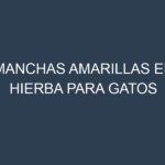 Manchas Amarillas en Hierba Para Gatos