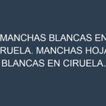 Manchas blancas en Ciruela. Manchas hojas blancas en Ciruela.