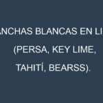 Manchas blancas en Lima (Persa, Key lime, Tahití, Bearss). Manchas hojas blancas en Lima (Persa, Key lime, Tahití, Bearss).