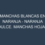 Manchas blancas en Naranja – Naranja dulce. Manchas hojas blancas en Naranja – Naranja dulce.
