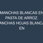 Manchas blancas en Pasta de arroz. Manchas hojas blancas en Pasta de arroz.