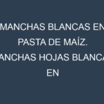 Manchas blancas en Pasta de maíz. Manchas hojas blancas en Pasta de maíz.