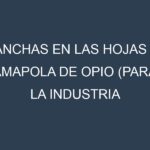 Manchas en las hojas de Amapola de opio (para la industria farmacéutica): Identificación, Causas y Estrategias de Control Efectivo