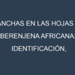 Manchas en las hojas de Berenjena africana: Identificación, Causas y Estrategias de Control Efectivo