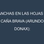 Manchas en las hojas de Caña brava (Arundo donax): Identificación, Causas y Estrategias de Control Efectivo