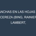 Manchas en las hojas de Cereza (Bing, Rainier, Lambert, Morello, Montmorency): Identificación, Causas y Estrategias de Control Efectivo
