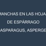 Manchas en las hojas de Espárrago (Asparagus, asperge): Identificación, Causas y Estrategias de Control Efectivo