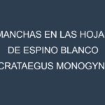 Manchas en las hojas de Espino blanco (Crataegus monogyna, hawthorn): Identificación, Causas y Estrategias de Control Efectivo