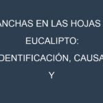Manchas en las hojas de Eucalipto: Identificación, Causas y Estrategias de Control Efectivo