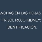 Manchas en las hojas de Frijol rojo kidney: Identificación, Causas y Estrategias de Control Efectivo