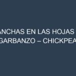 Manchas en las hojas de Garbanzo – Chickpea: Identificación, Causas y Estrategias de Control Efectivo