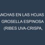 Manchas en las hojas de Grosella espinosa (Ribes uva-crispa, gooseberry): Identificación, Causas y Estrategias de Control Efectivo