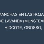 Manchas en las hojas de Lavanda (Munstead, Hidcote, Grosso, Provence, French): Identificación, Causas y Estrategias de Control Efectivo
