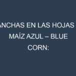 Manchas en las hojas de Maíz azul – Blue corn: Identificación, Causas y Estrategias de Control Efectivo