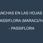 Manchas en las hojas de Passiflora (maracuyá) – Passiflora edulis: Identificación, Causas y Estrategias de Control Efectivo
