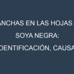 Manchas en las hojas de Soya negra: Identificación, Causas y Estrategias de Control Efectivo