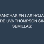 Manchas en las hojas de Uva Thompson sin semillas: Identificación, Causas y Estrategias de Control Efectivo