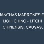 Manchas marrones en Lichi chino – Litchi chinensis. Causas, Prevención y Soluciones