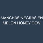 Manchas Negras en Melon Honey Dew