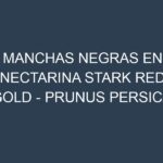 Manchas Negras en Nectarina Stark Red Gold – Prunus persica var. nucipersica ‘Stark Red Gold’: Causas, Efectos y Manejo