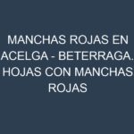 Manchas rojas en Acelga – Beterraga. Hojas con manchas rojas en Acelga – Beterraga.