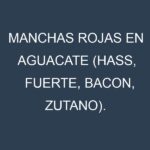 Manchas rojas en Aguacate (Hass, Fuerte, Bacon, Zutano). Hojas con manchas rojas en Aguacate (Hass, Fuerte, Bacon, Zutano).