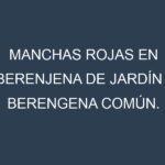 Manchas rojas en Berenjena de jardín – Berengena común. Hojas con manchas rojas en Berenjena de jardín – Berengena común.