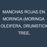 Manchas rojas en Moringa (Moringa oleifera, Drumstick tree, Horseradish tree). Hojas con manchas rojas en Moringa (Moringa oleifera, Drumstick tree, Horseradish tree).