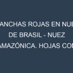Manchas rojas en Nuez de Brasil – Nuez amazónica. Hojas con manchas rojas en Nuez de Brasil – Nuez amazónica.