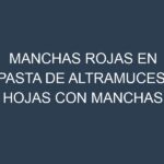 Manchas rojas en Pasta de altramuces. Hojas con manchas rojas en Pasta de altramuces.