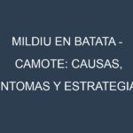 Mildiu en Batata – Camote: Causas, Síntomas y Estrategias de Control en Cultivos