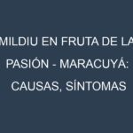 Mildiu en Fruta de la pasión – Maracuyá: Causas, Síntomas y Estrategias de Control en Cultivos