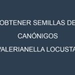 Obtener Semillas de Canónigos (Valerianella locusta.)