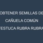 Obtener Semillas de Cañuela Común (Festuca rubra rubra.)