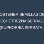 Obtener Semillas de Lechetrezna Serrada (Euphorbia serrata.)