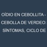 Oídio en Cebollita – Cebolla de verdeo: síntomas, ciclo de vida y estrategias de control