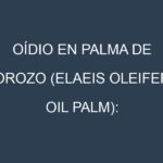 Oídio en Palma de corozo (Elaeis oleifera, Oil palm): síntomas, ciclo de vida y estrategias de control