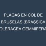 Plagas en Col de Bruselas (Brassica oleracea gemmifera, Diablo, Long Island, Jade Cross). Control biológico y Manejo de plagas.